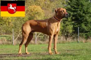 Read more about the article Rhodesian Ridgeback opdrættere og hvalpe i Niedersachsen