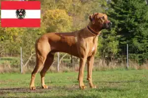 Read more about the article Rhodesian Ridgeback opdrættere og hvalpe i Østrig