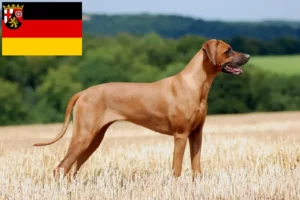Read more about the article Rhodesian Ridgeback opdrættere og hvalpe i Rheinland-Pfalz
