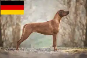 Read more about the article Rhodesian Ridgeback opdrættere og hvalpe i Tyskland