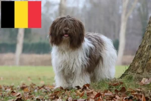 Read more about the article Schapendoes opdrættere og hvalpe i Belgien