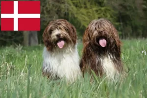 Read more about the article Schapendoes opdrættere og hvalpe i Danmark
