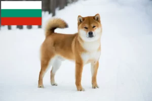 Read more about the article Shiba opdrættere og hvalpe i Bulgarien