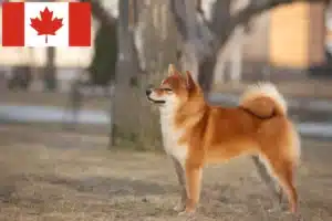 Read more about the article Shiba opdrættere og hvalpe i Canada