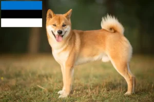 Read more about the article Shiba opdrættere og hvalpe i Estland