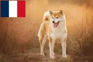 Read more about the article Shiba opdrættere og hvalpe i Frankrig