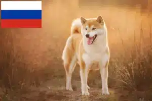 Read more about the article Shiba opdrættere og hvalpe i Rusland