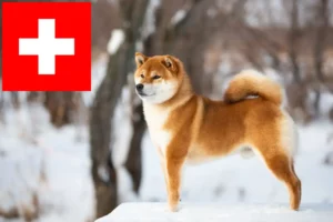 Read more about the article Shiba opdrættere og hvalpe i Schweiz