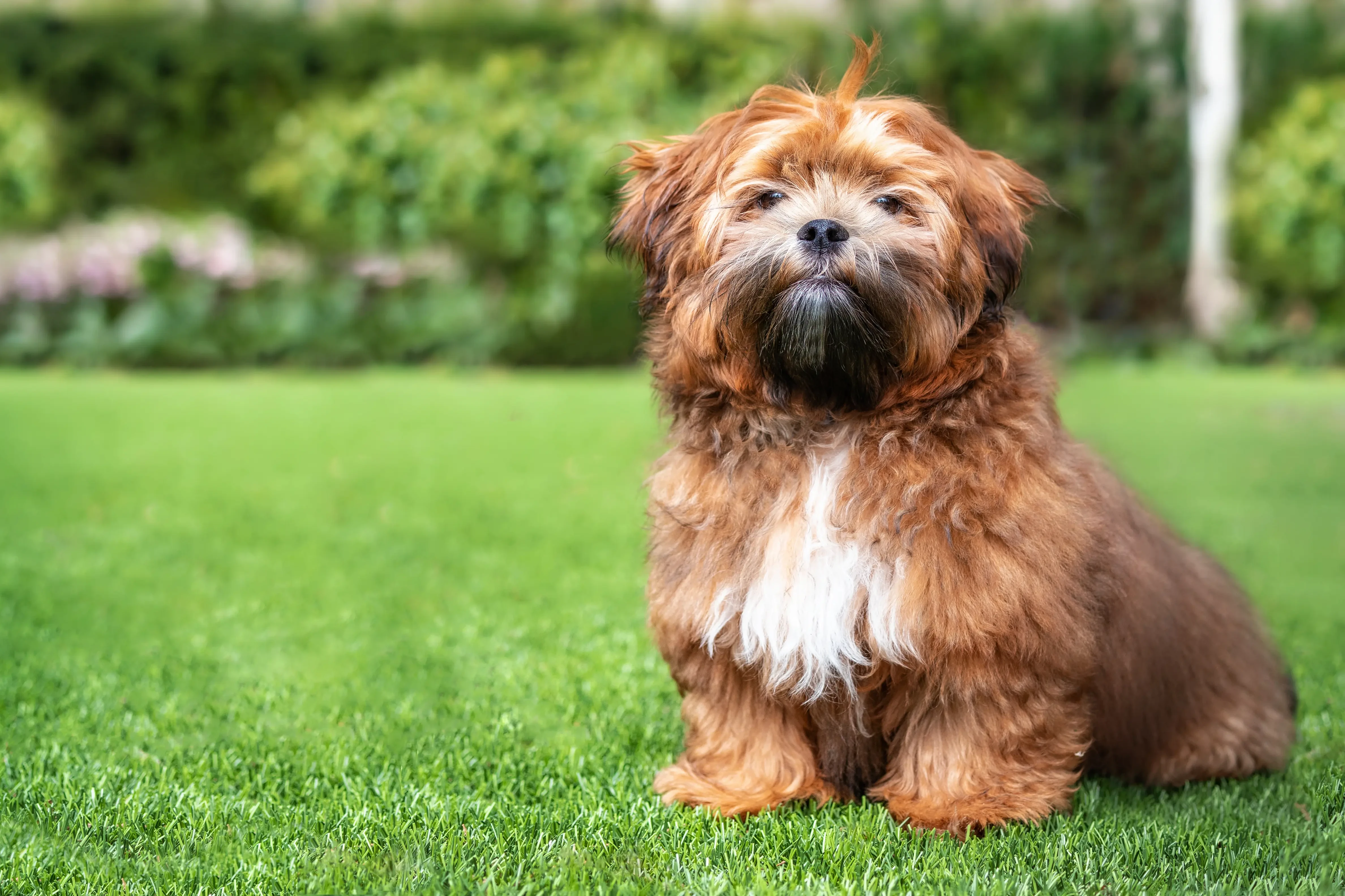 Shichon-hvalpe og opdrættere Her kan du finde Shichon-opdrættere i nærheden af dig.