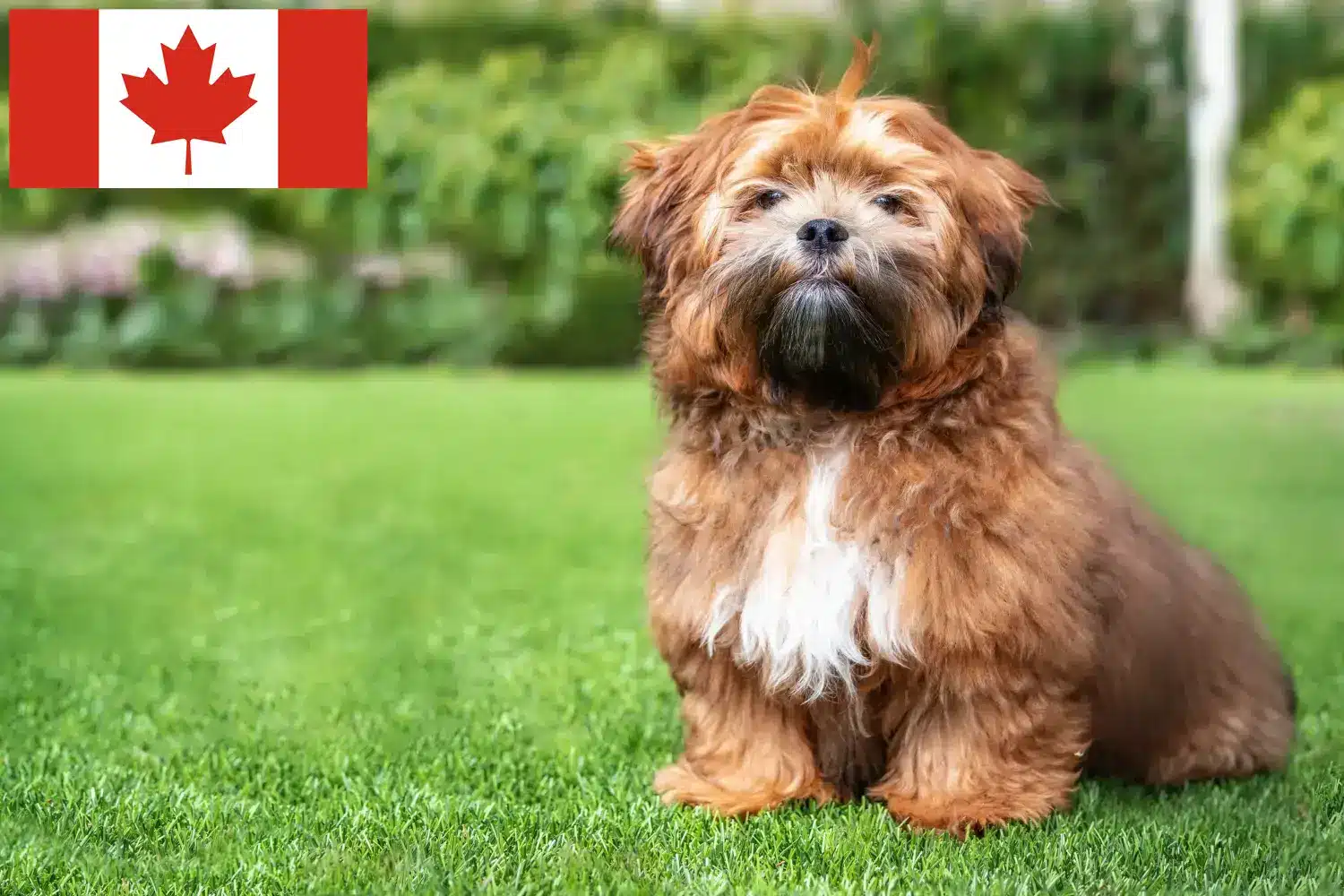 Shichon hvalpe og opdrættere Canada Her kan du finde Shichon-opdrættere i Canada.