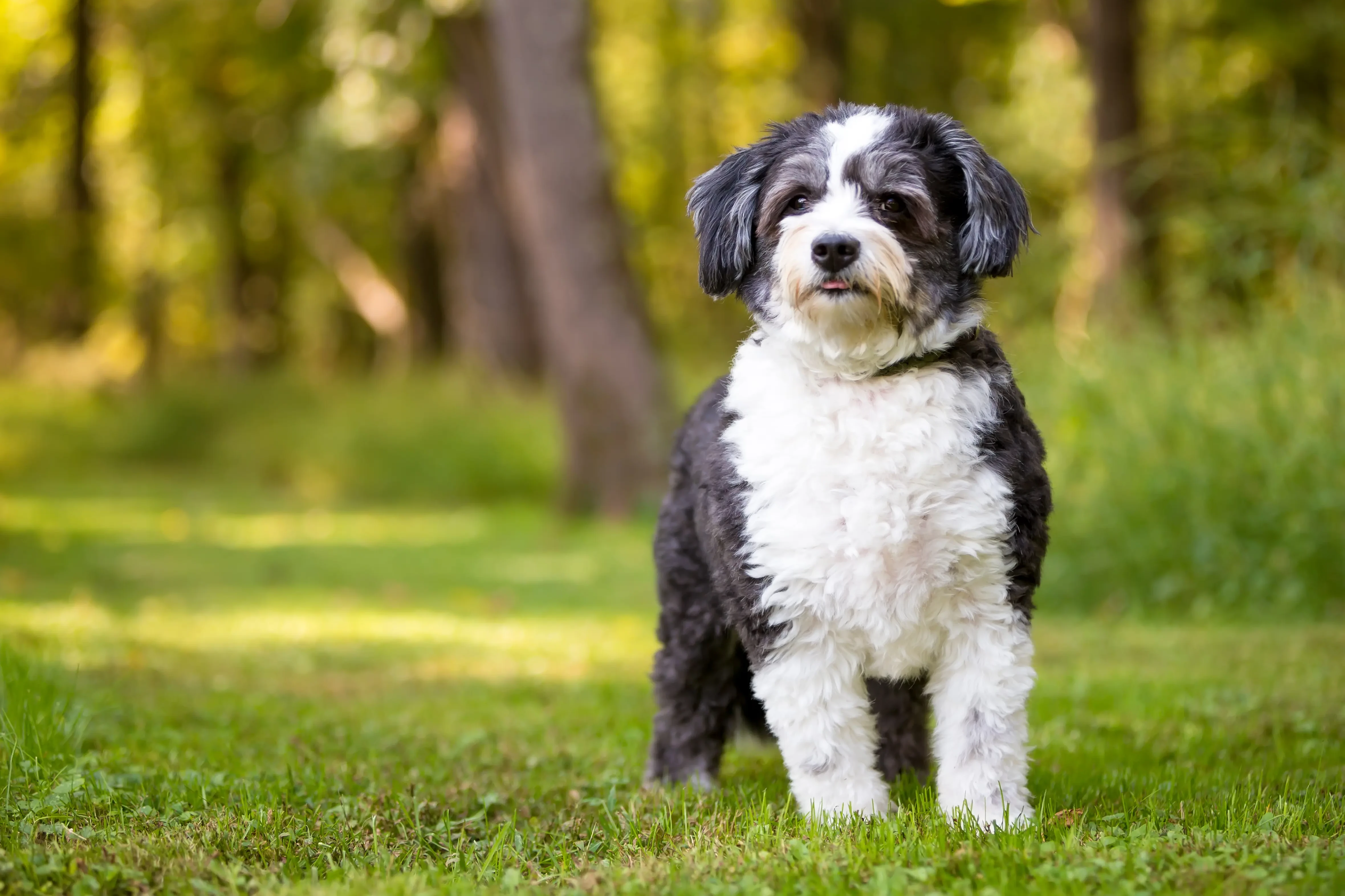 Shih-Poo hvalpe og opdrættere Find Shih-Poos opdrættere i nærheden af dig.