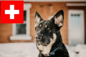 Read more about the article Shiloh Shepherd opdrættere og hvalpe i Schweiz