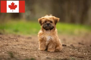 Read more about the article Shorkie-opdrættere og -hvalpe i Canada