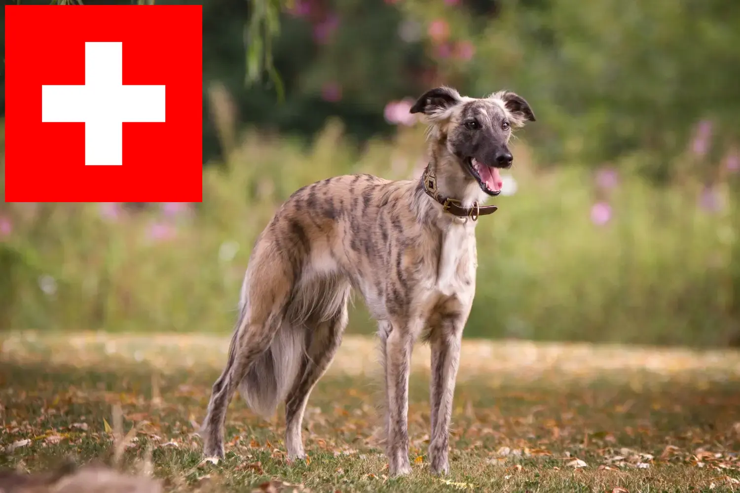 Read more about the article Silken Windsprite opdrættere og hvalpe i Schweiz
