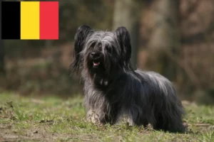 Read more about the article Skye Terrier opdrættere og hvalpe i Belgien