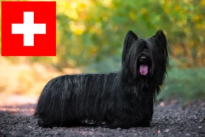 Read more about the article Skye Terrier opdrættere og hvalpe i Schweiz