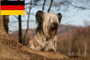Read more about the article Skye Terrier opdrættere og hvalpe i Tyskland