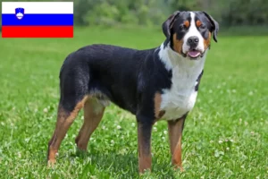 Read more about the article Stor schweizisk bjerghundeopdrætter og hvalpe i Slovenien