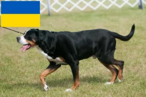 Read more about the article Stor schweizisk bjerghundeopdrætter og hvalpe i Ukraine