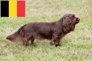 Read more about the article Sussex Spaniel opdrættere og hvalpe i Belgien