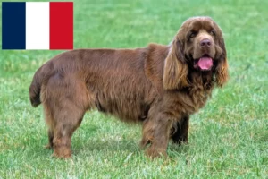 Read more about the article Sussex Spaniel opdrættere og hvalpe i Frankrig