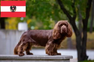 Read more about the article Sussex-Spaniel opdrættere og hvalpe i Østrig