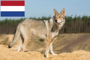 Read more about the article Tamaskan-opdrættere og hvalpe i Holland