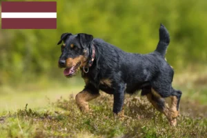 Read more about the article Tysk jagtterrier opdrætter og hvalpe i Letland