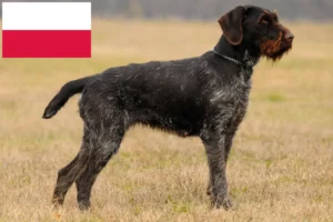 Read more about the article Tysk ruhårsopdrættere og hvalpe i Polen