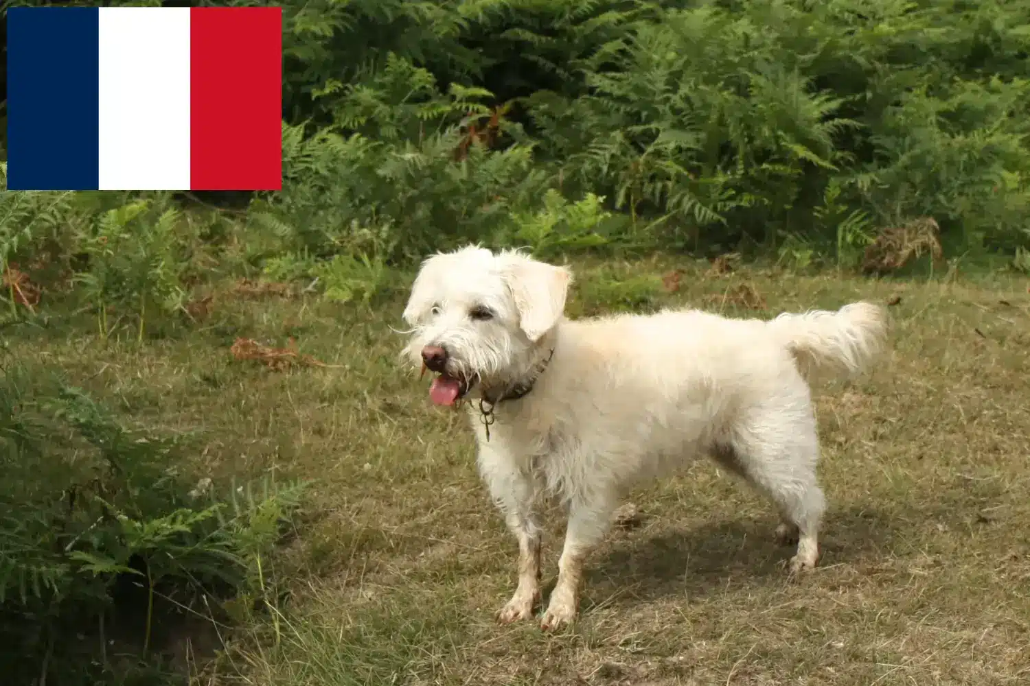 Read more about the article Westiepoo-opdrættere og hvalpe i Frankrig