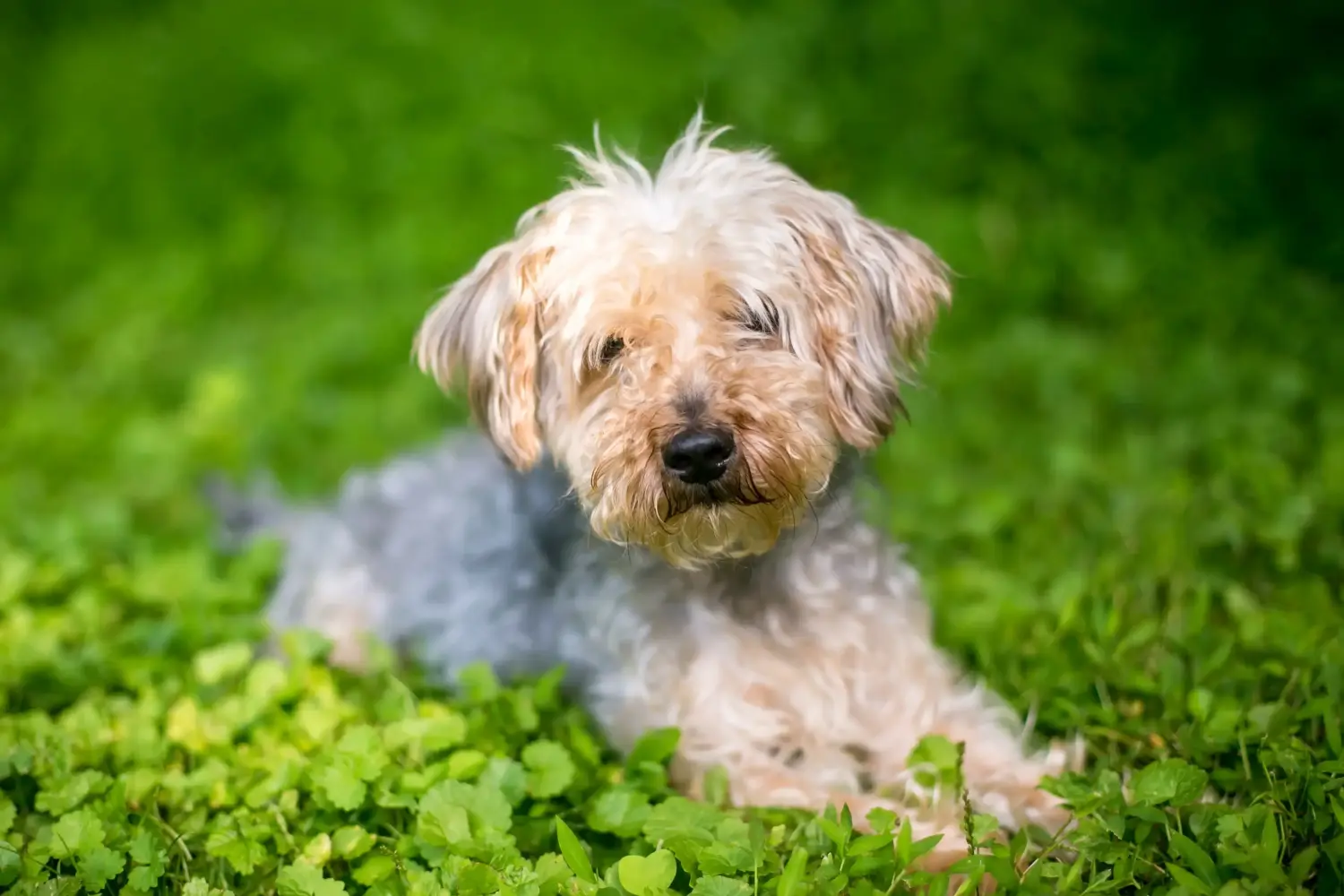 Read more about the article Yorkipoo opdrætter