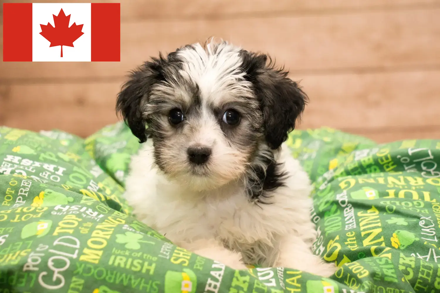 Yorkipoo hvalpe og opdrættere Canada Her kan du finde Yorkipoos-opdrættere i Canada.