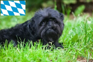Read more about the article Affenpinscher-opdrættere og hvalpe i Bayern