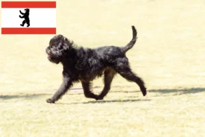 Read more about the article Affenpinscher opdrættere og hvalpe i Berlin