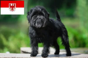 Read more about the article Affenpinscher opdrættere og hvalpe i Brandenburg