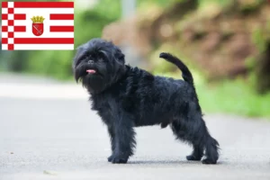 Read more about the article Affenpinscher opdrættere og hvalpe i Bremen