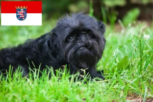 Read more about the article Affenpinscher opdrættere og hvalpe i Hessen