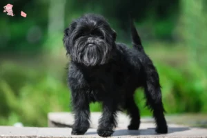 Read more about the article Affenpinscher opdrættere og hvalpe i Hovedstaden