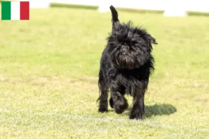 Read more about the article Affenpinscher-opdrættere og hvalpe i Italien