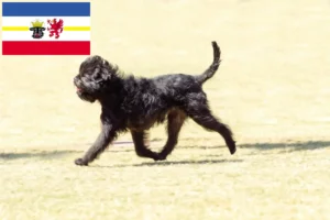 Read more about the article Affenpinscher opdrættere og hvalpe i Mecklenburg-Vorpommern
