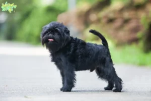 Read more about the article Affenpinscher opdrættere og hvalpe i Midtjylland