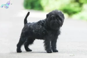 Read more about the article Affenpinscher opdrættere og hvalpe i Nordjylland