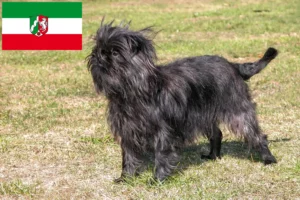 Read more about the article Affenpinscher opdrættere og hvalpe i Nordrhein-Westfalen