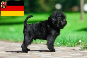 Read more about the article Affenpinscher opdrættere og hvalpe i Rheinland-Pfalz