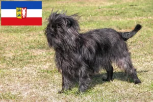 Read more about the article Affenpinscher-opdrættere og hvalpe i Slesvig-Holsten