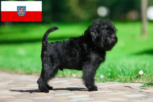 Read more about the article Affenpinscher-opdrættere og hvalpe i Thüringen