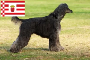 Read more about the article Afghan greyhound opdrætter og hvalpe i Bremen