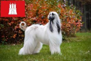 Read more about the article Afghan greyhound opdrætter og hvalpe i Hamborg
