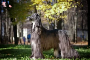 Read more about the article Afghan greyhound opdrætter og hvalpe i Hovedstaden