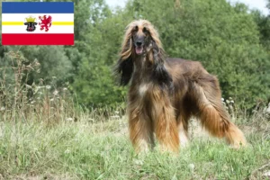 Read more about the article Afghan Hound opdrættere og hvalpe i Mecklenburg-Vorpommern